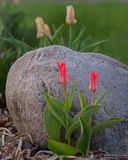 3 MAI 2024  Lco-Lot / Full visiteurs