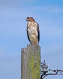 pervier brun / Sharp-shinned Hawk