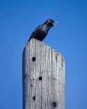 STARLING / tourneau sansonnet (LA TRIBUNE)