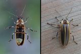 Firefly / LUCIOLE (mouche  feu)