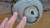 Bald-faced hornet (Dolichovespula maculata)