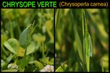 Green lacewing / CHRYSOPE VERTE / Demoiselle aux yeux dor (Chrysoperla carnea)
