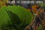 CHRYSOPE VERTE / Green lacewing