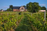 Vignoble du mouton noir /
