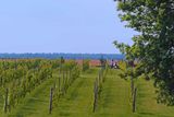 Vignoble du mouton noir /
