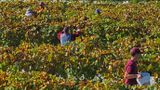 LES VENDANGES DU MOUTON NOIR 2024