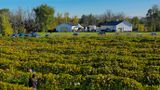 LES VENDANGES DU MOUTON NOIR 2024
