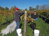 LES VENDANGES DU MOUTON NOIR 2024