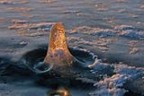 AROLE SUR LE FLEUVE  SEIN-LAURENT  (MAMELLE ARCTIC)