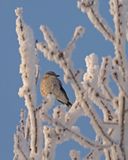 25 dc 2024 / Pie griche grise / Northern Shrike