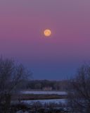 Pierre Joly PHOTOGRAPHE FocusNature