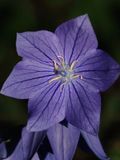 Campanule  grandes fleurs (Platycodon grandiflorus )