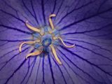 ANMONE DE MER (Travestie) Platycodon grandiflorus