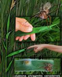 PHRAGMITIS pour PHRAGMITE (Clubiona phragmitis Canadensis) Sac Spider / Leaf-curling Sac Spider 