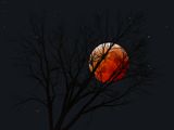 Eclipse totale 2025