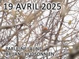Paruline jaune