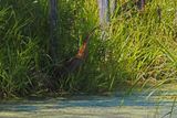 AMERICAN BITTERN / BUTOR DAMERIQUE