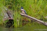 MARTIN PECHEUR DAMERIQUE / BELTED KINGFISHER