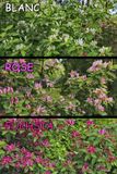 CHVREFEUILLES (Lonicera sempervirens / Lonicera hispidula / Lonicera sempervirens)