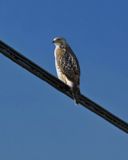 BUSE  QUEUE ROUSSE (jeune) CellPhone