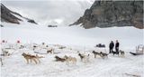 Iditarod Dog Sled Team