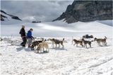 Sled Dogs