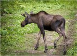 Young Bull Moose