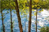 Trees and River