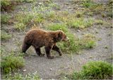Brown Bear Cub