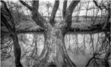 Tree on the River