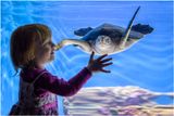 Touching the Sea Turtle