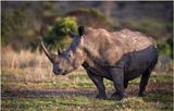 Zulu_Nyala_4757