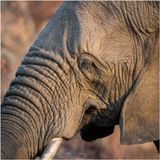 Zulu_Nyala_4783
