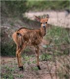 Zulu_Nyala_4895