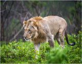 Zulu_Nyala_5233