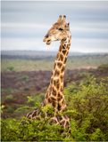 Zulu_Nyala_5316