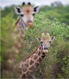 Zulu_Nyala_5456