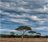 Zulu_Nyala_5597