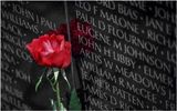Rose_040