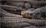 Aligator_006