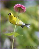       American Goldfinch Male on Zinnia.