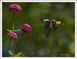   American Goldfinch male leaving zinnia.