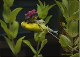  American Goldfinch Male  on Zinnia 