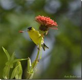   American Goldfinch on Zinnia.