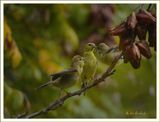 Mom feeding her baby Goldfinch 