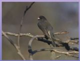 JUNCO