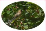 Cedar Waxwing perched on a Serviceberry tree