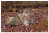   Northern Western Wolf Columbia New Jersey