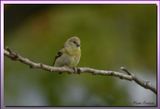 American Goldfinch Female