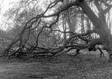 fp4-519 13x18.jpg
